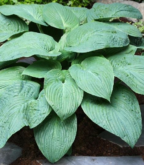 Hosta Jurassic Park